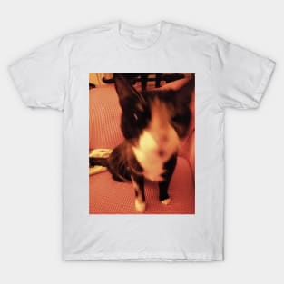 blurry cat T-Shirt